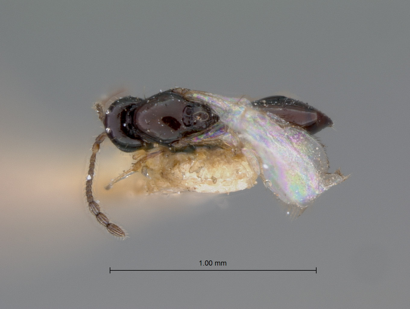 Kleidotoma pilosum image