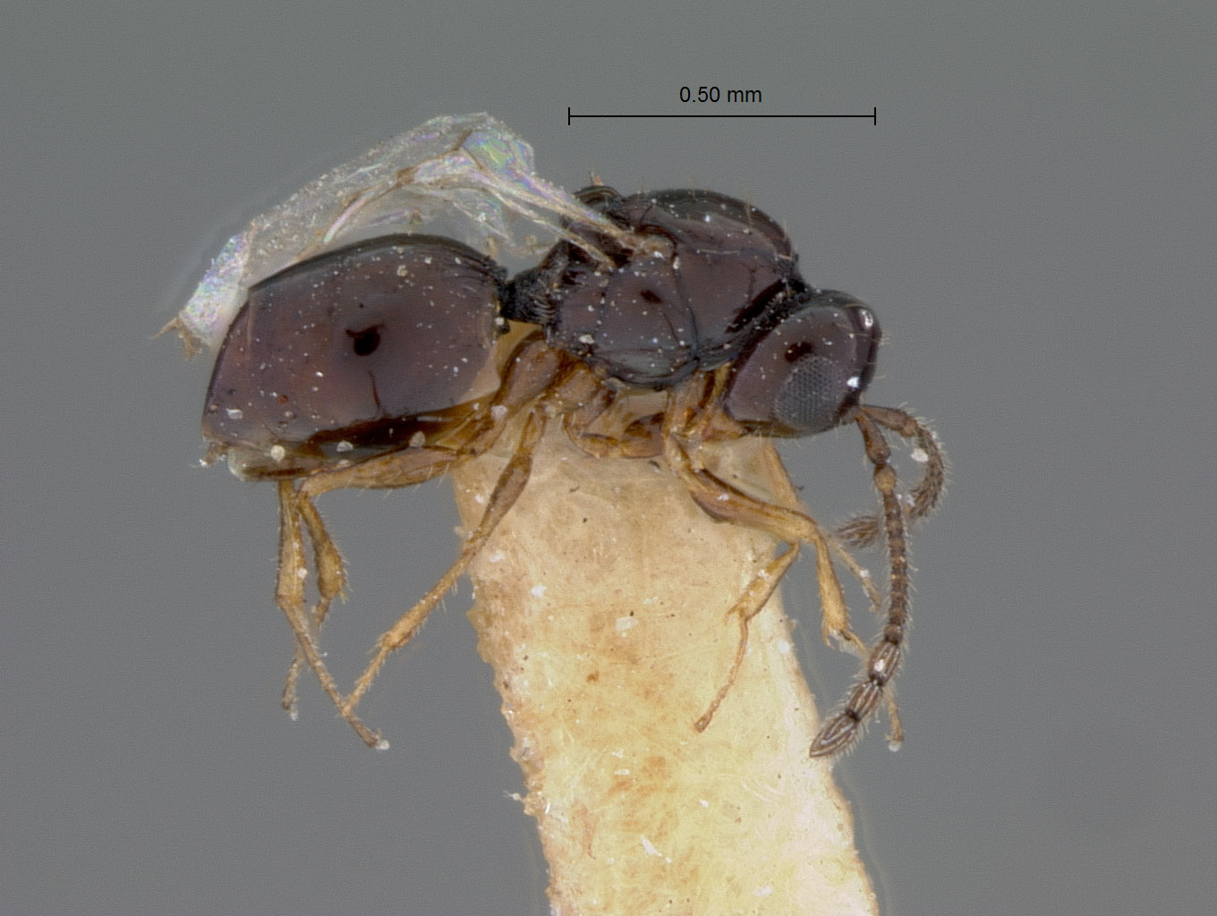 Kleidotoma pilosum image
