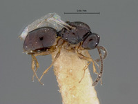 Kleidotoma pilosum image