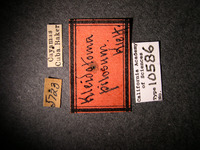 Kleidotoma pilosum image