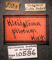 Kleidotoma pilosum image