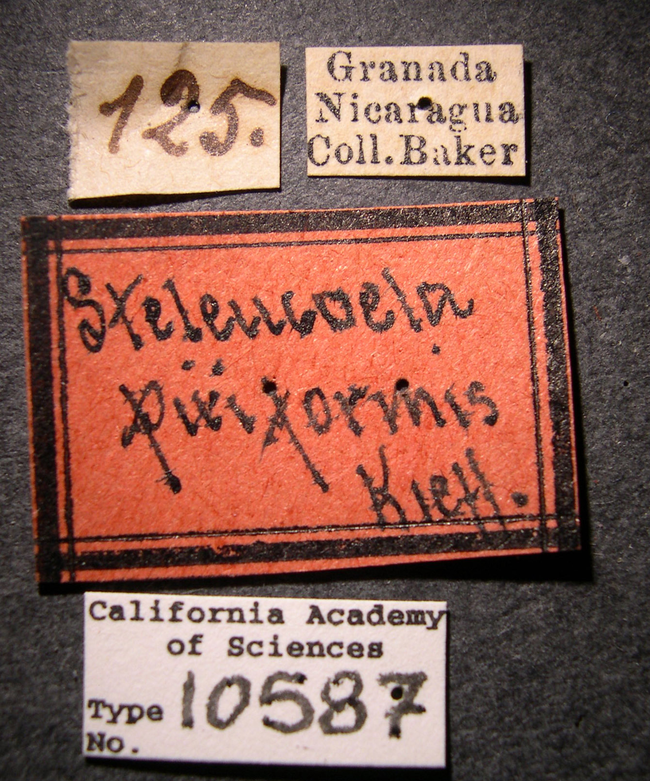 Steleucoela piriformis image