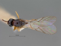 Steleucoela piriformis image