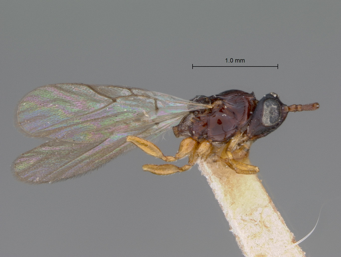 Steleucoela piriformis image