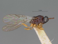 Steleucoela piriformis image