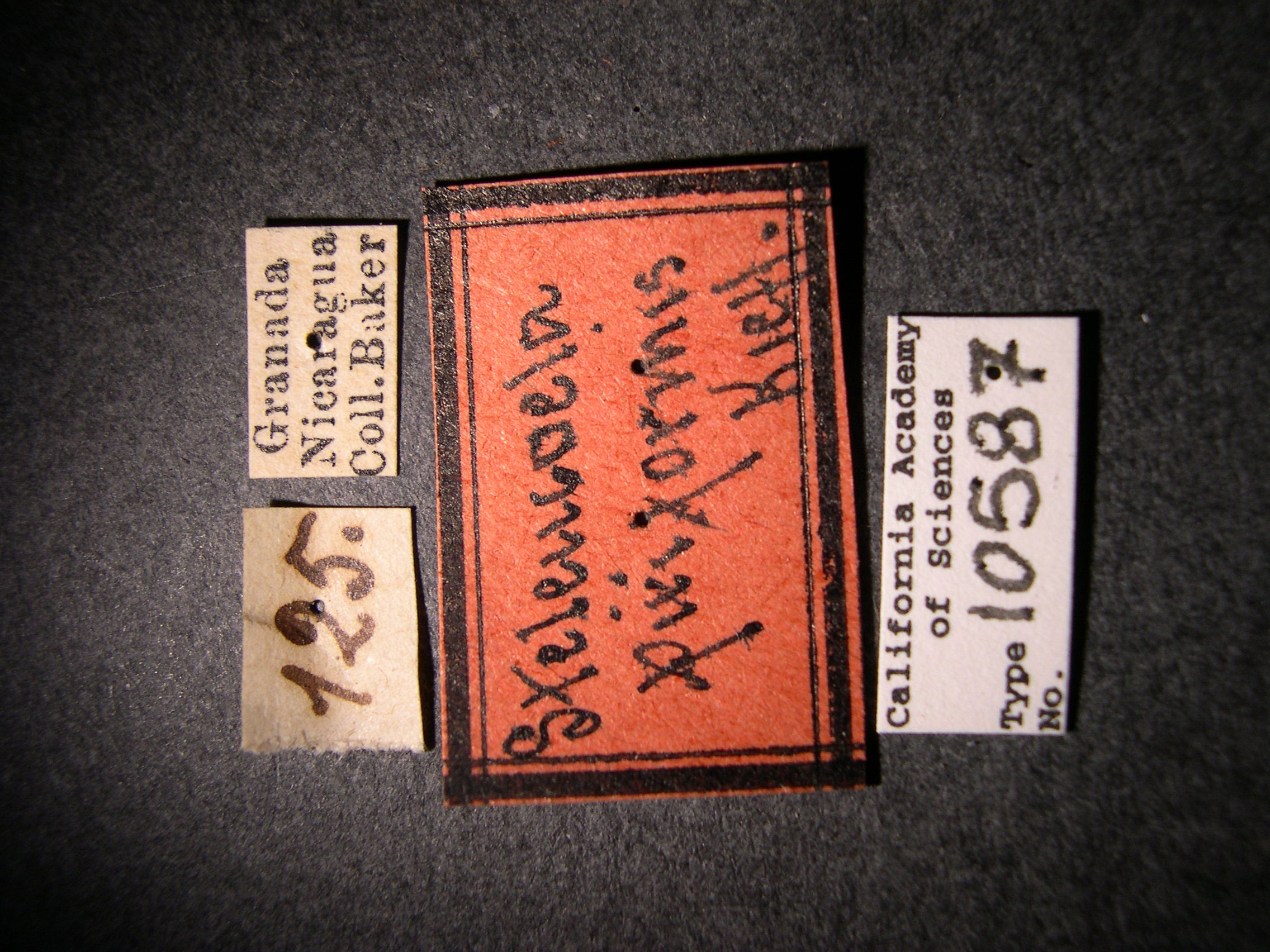 Steleucoela piriformis image