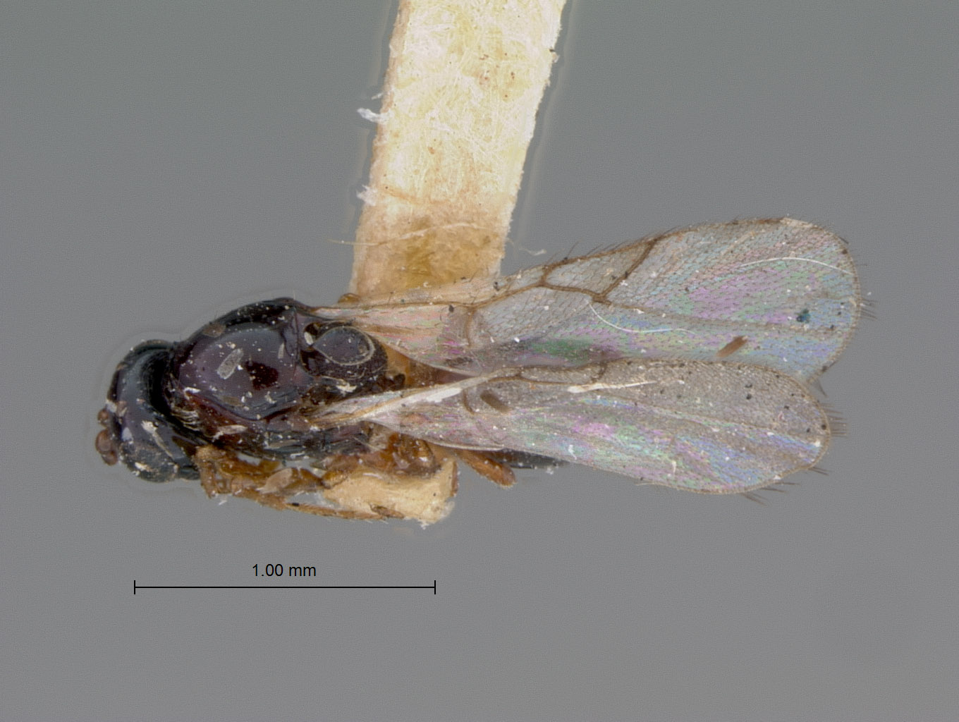 Ganaspis pleuralis image