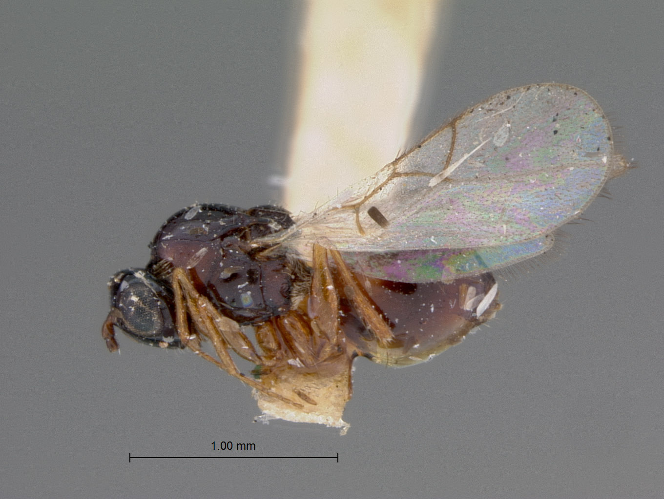 Ganaspis pleuralis image