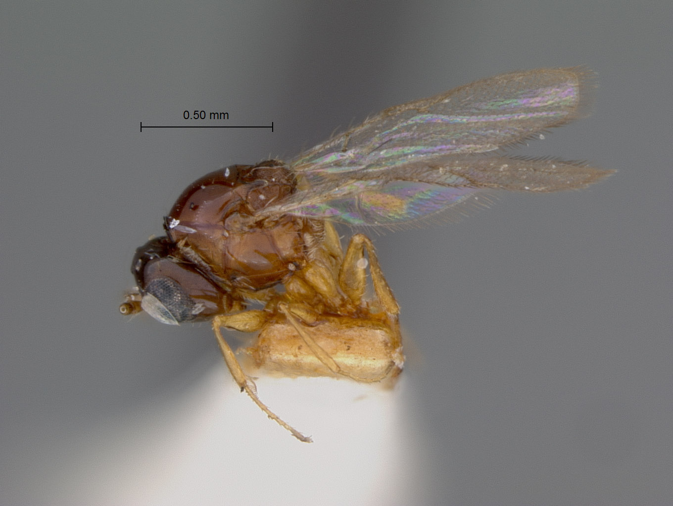 Eucoila polychroma image