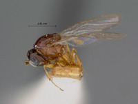 Eucoila polychroma image