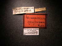 Eucoila polychroma image