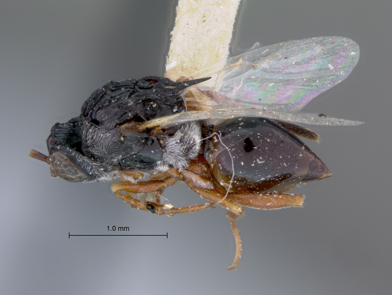 Prosaspicera pugionifera image