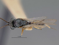 Anacharis punctatifrons image