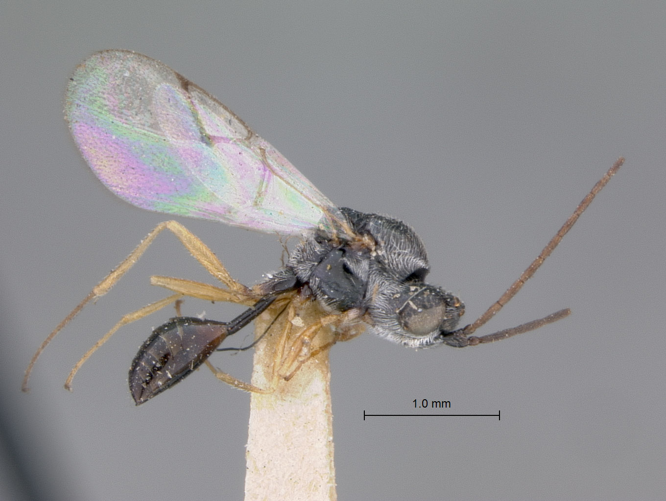 Anacharis punctatifrons image