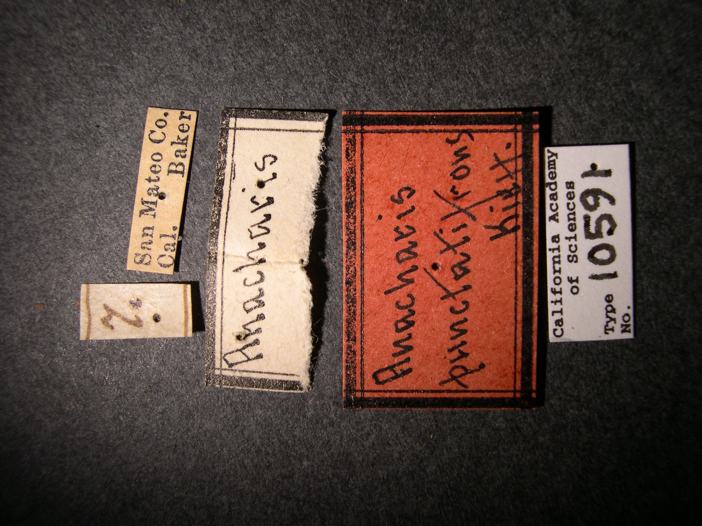 Anacharis punctatifrons image