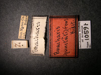 Anacharis punctatifrons image