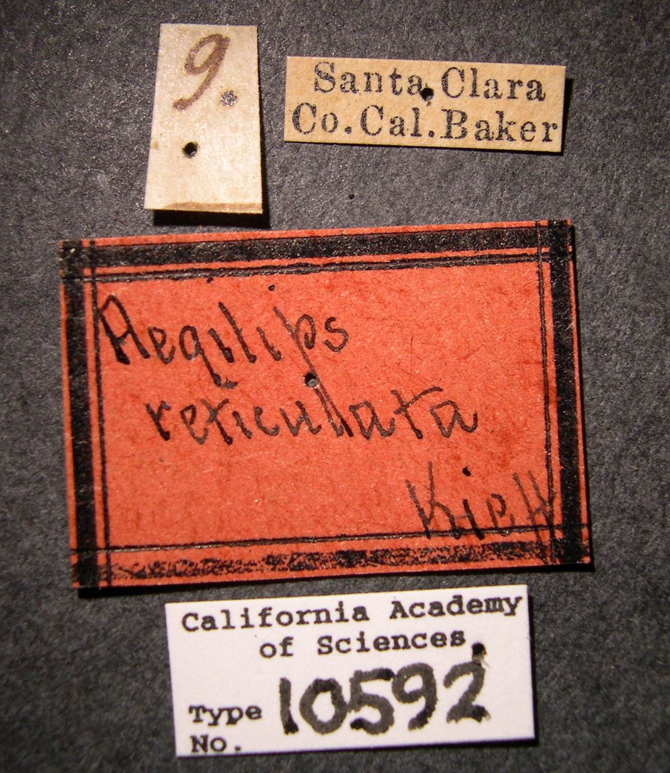 Aegilips reticulata image