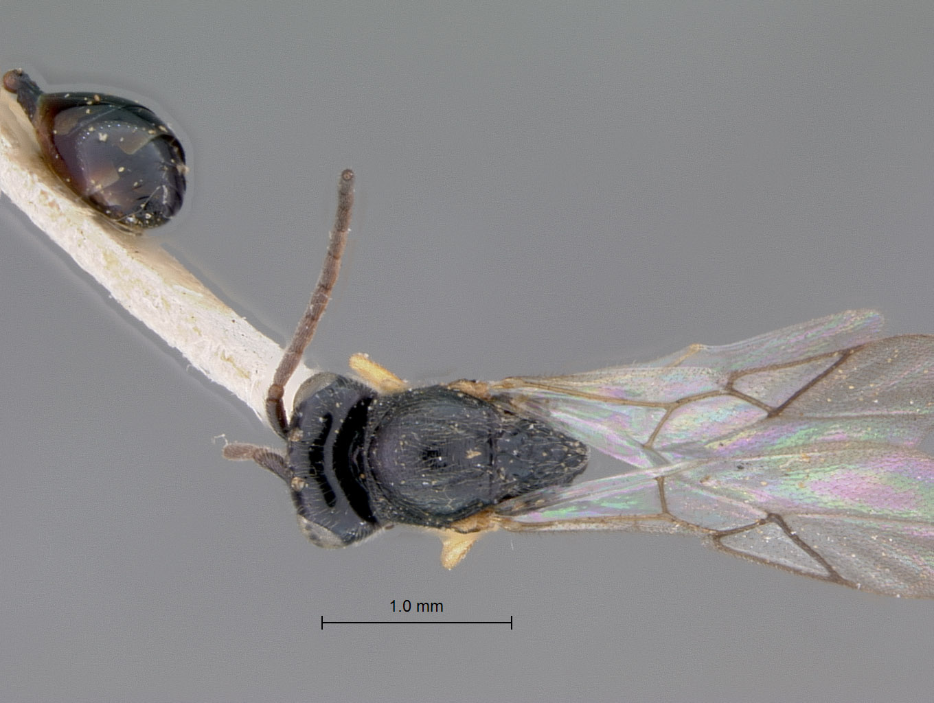 Aegilips reticulata image