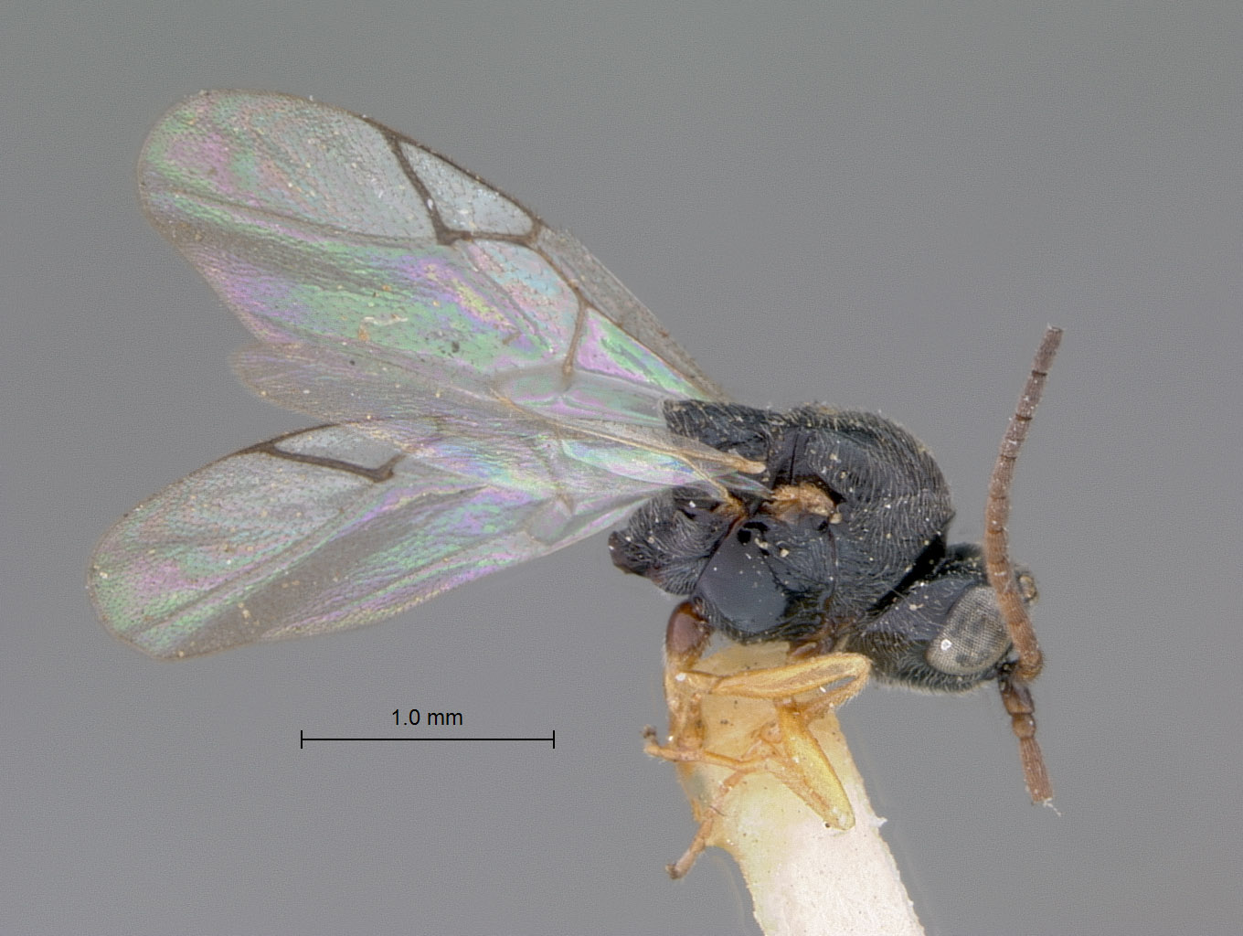 Aegilips reticulata image