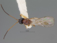 Miteucoela rufa image