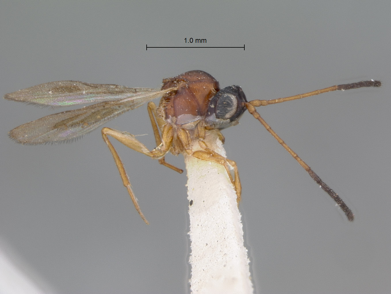 Miteucoela rufa image