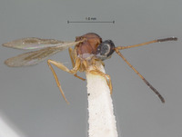 Miteucoela rufa image