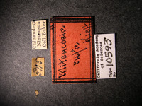 Miteucoela rufa image