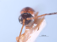 Image of Miteucoela rufa