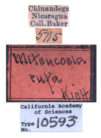 Miteucoela rufa image