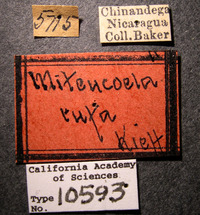 Miteucoela rufa image