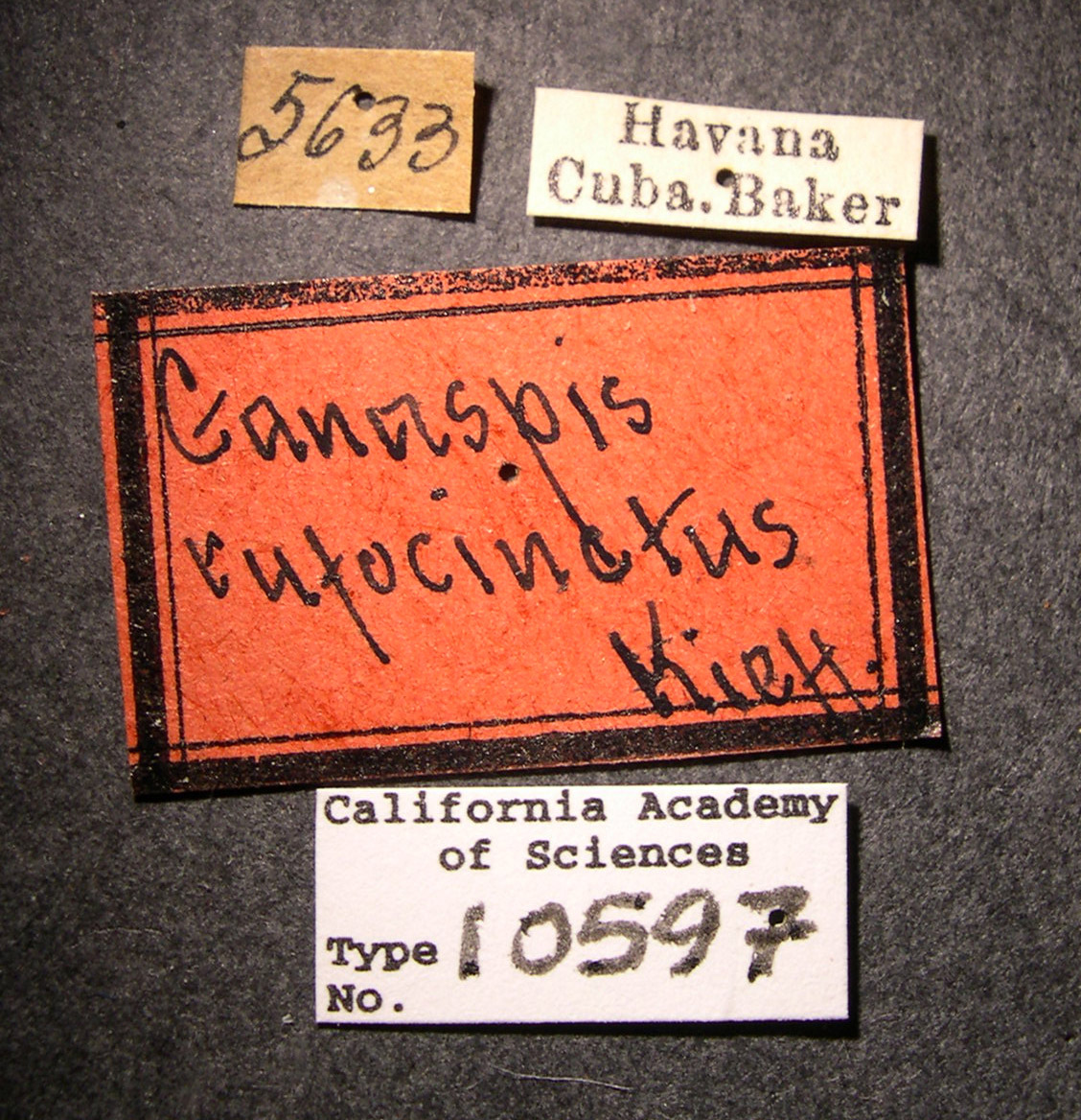 Ganaspis rufocincta image