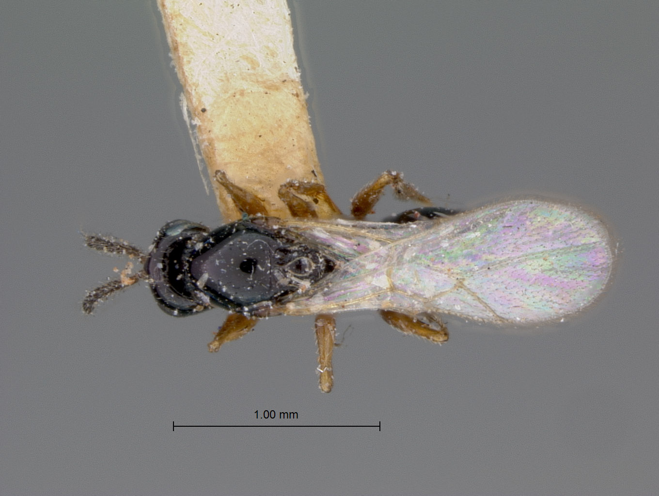 Ganaspis rufocincta image