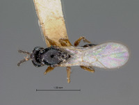 Ganaspis rufocincta image