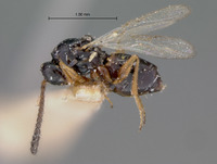 Ganaspis rufocincta image