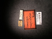 Ganaspis rufocincta image