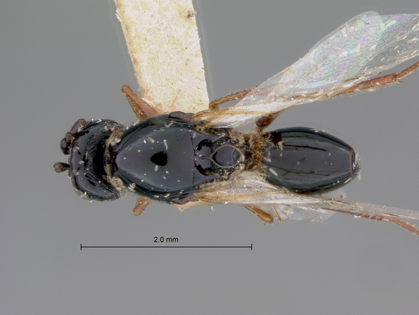 Psilodora rufocincta image