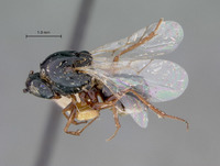 Psilodora rufocincta image