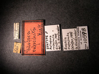 Psilodora rufocincta image