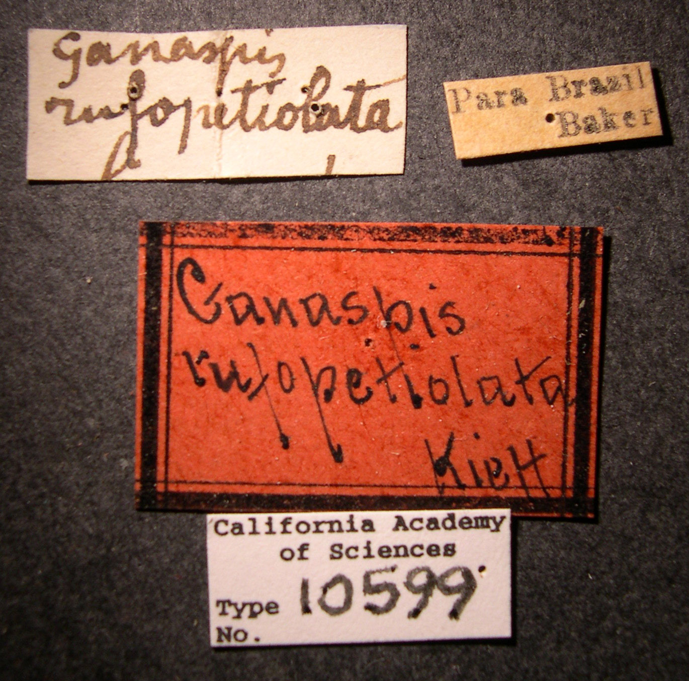 Ganaspis rufopetiolata image