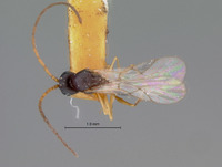 Ganaspis rufopetiolata image