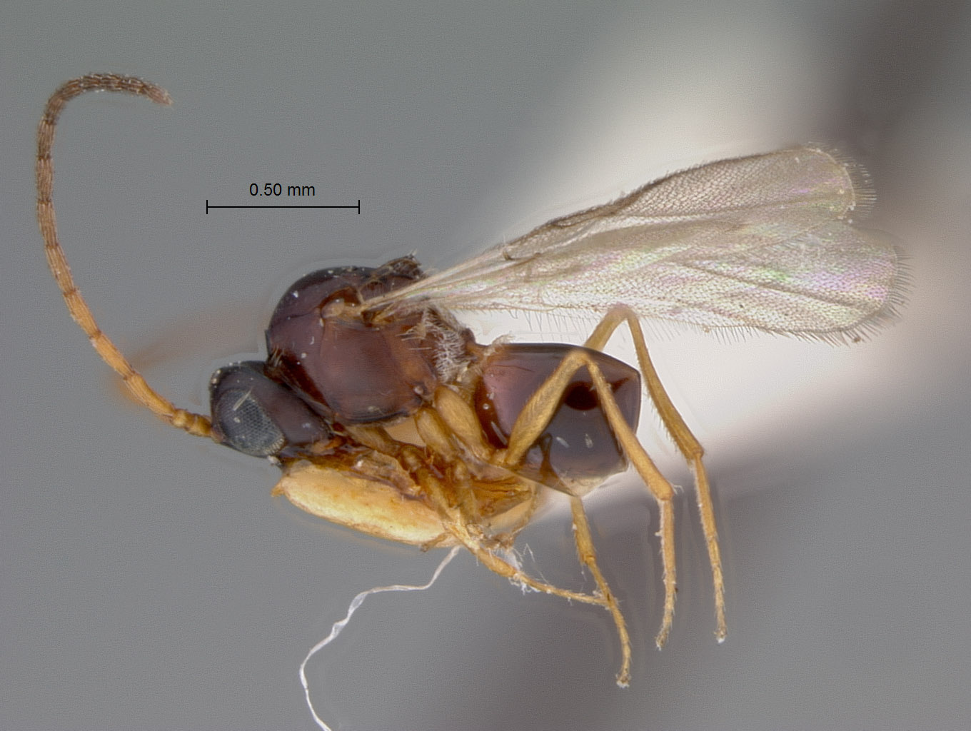 Ganaspis rufopetiolata image