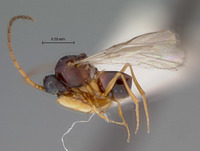 Ganaspis rufopetiolata image