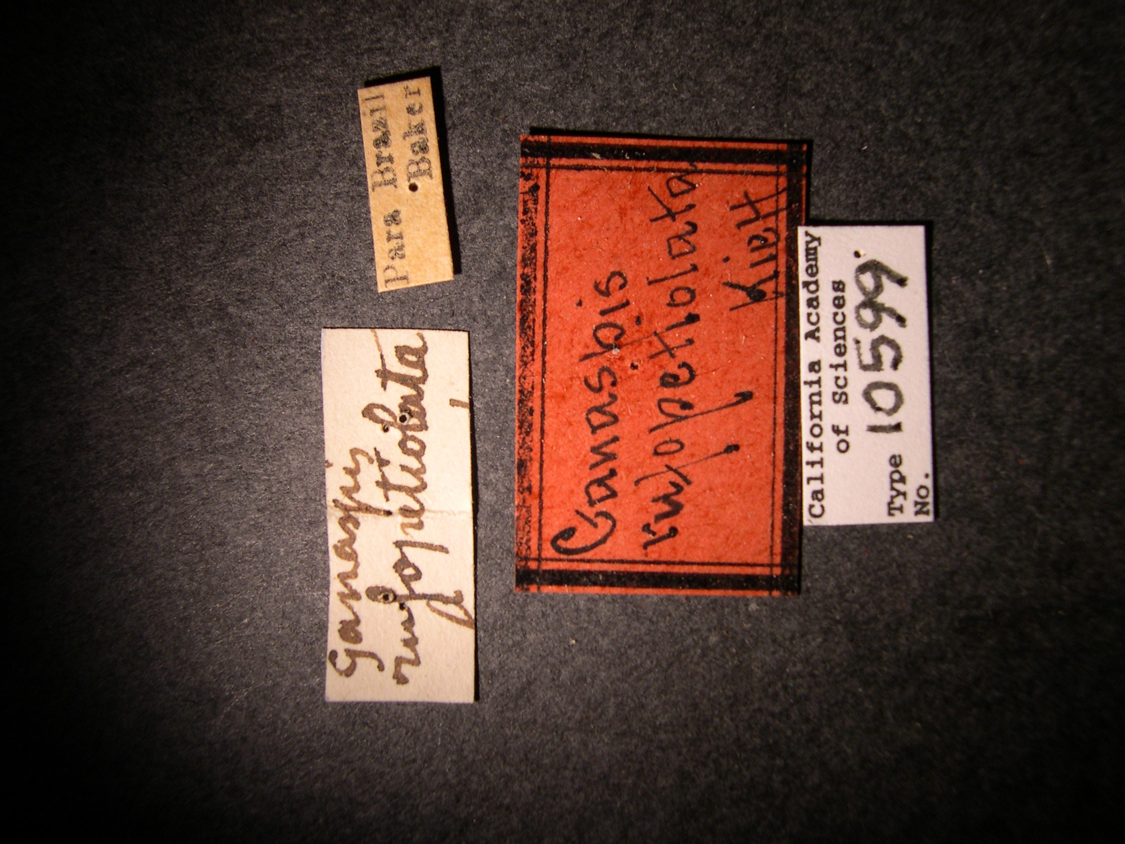 Ganaspis rufopetiolata image