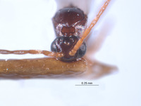 Ganaspis rufopetiolata image