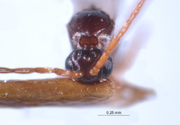 Image of Ganaspis rufopetiolata