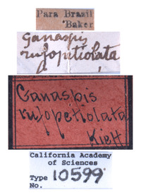 Ganaspis rufopetiolata image