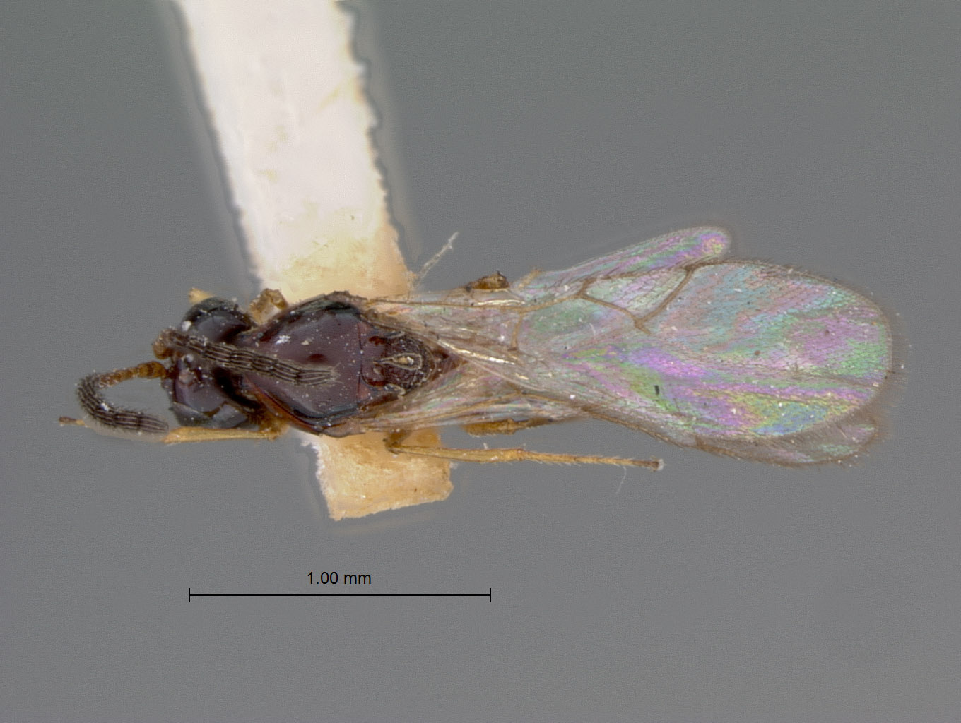 Eucoela rufosignata image