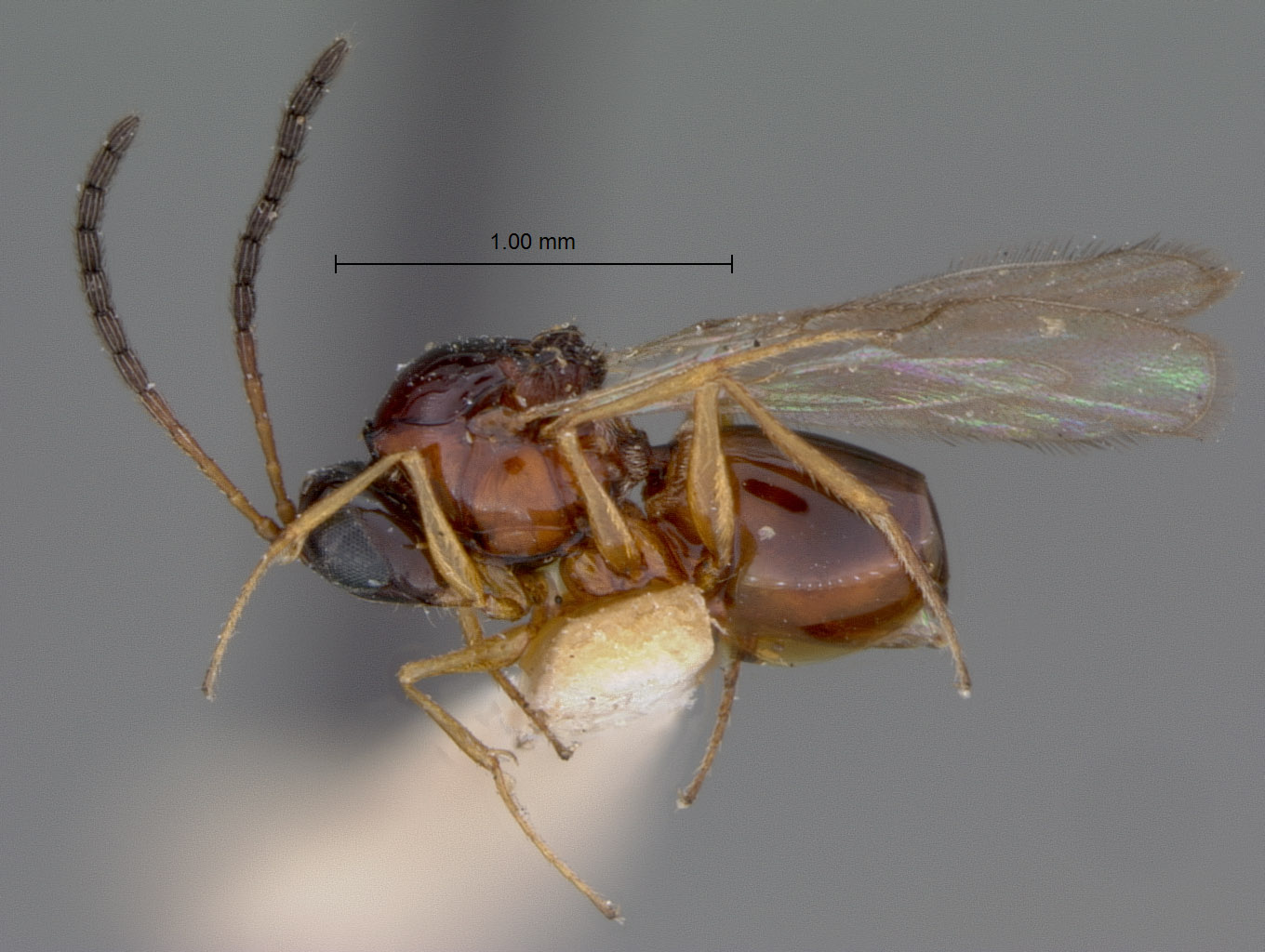 Eucoela rufosignata image