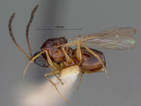 Eucoela rufosignata image