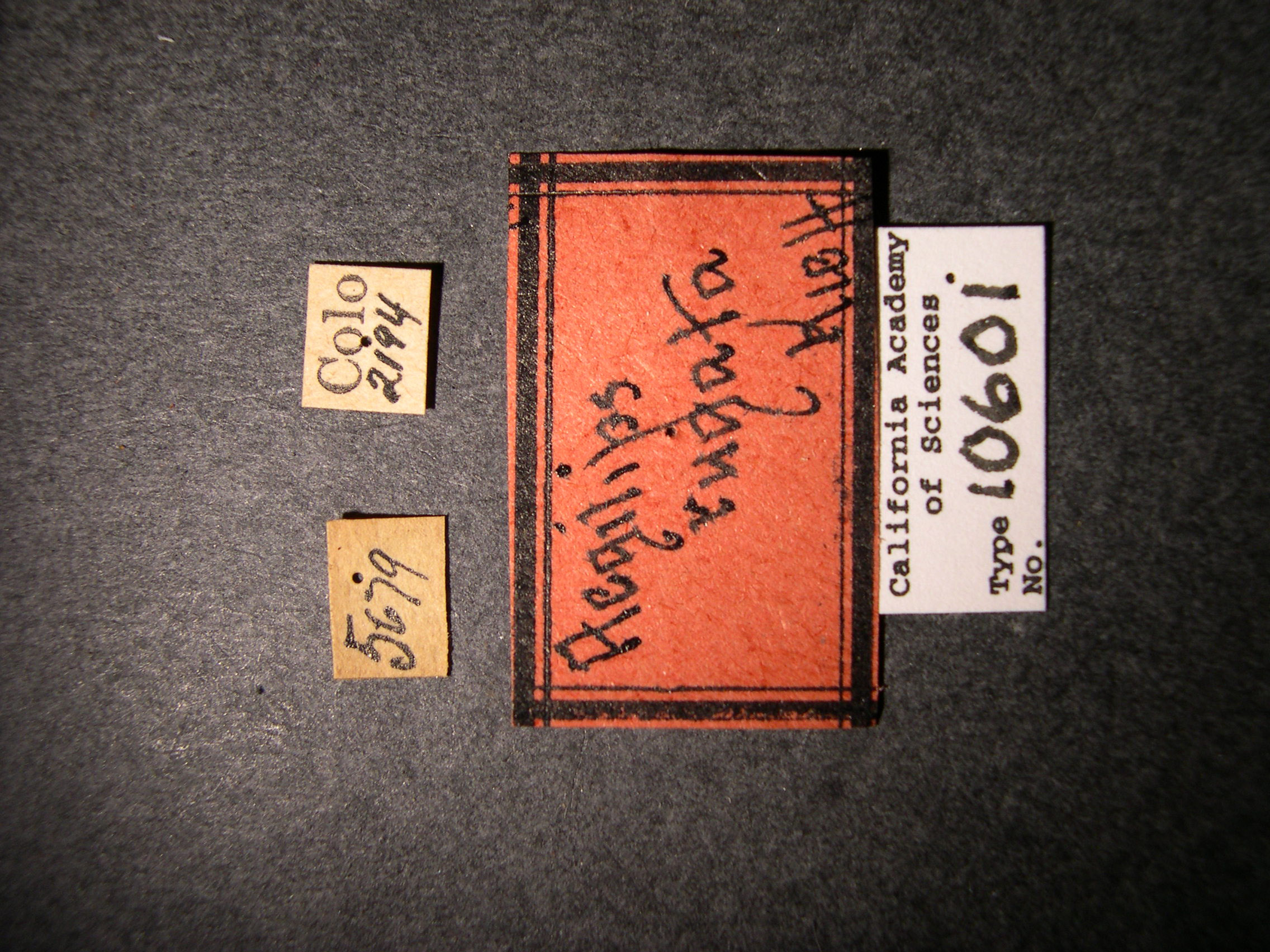 Aegilips rugata image